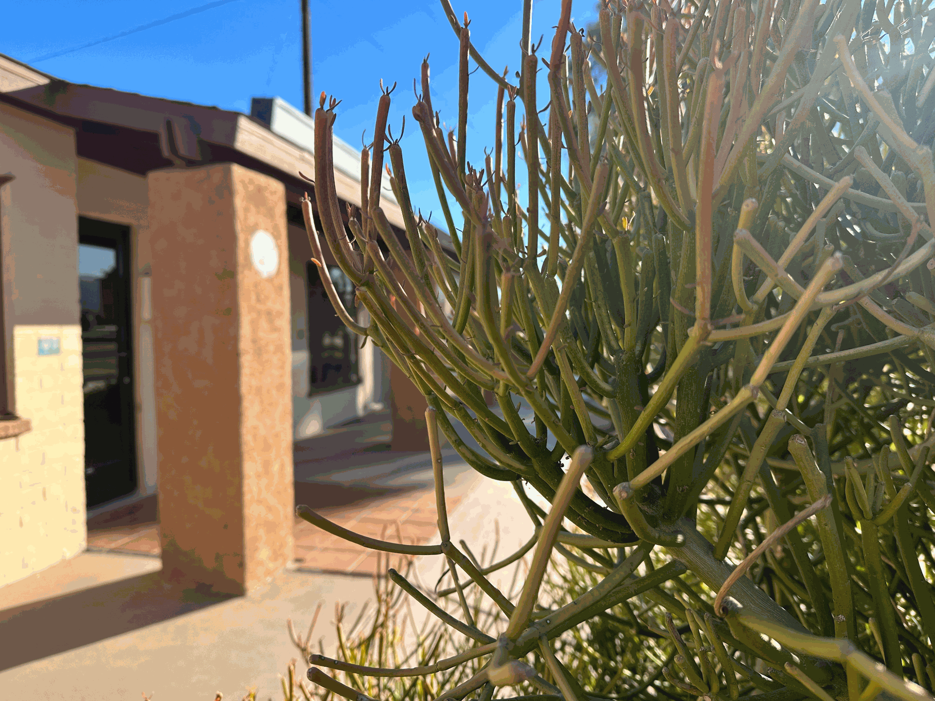 Black Cactus Co-Working, Twentynine Palms