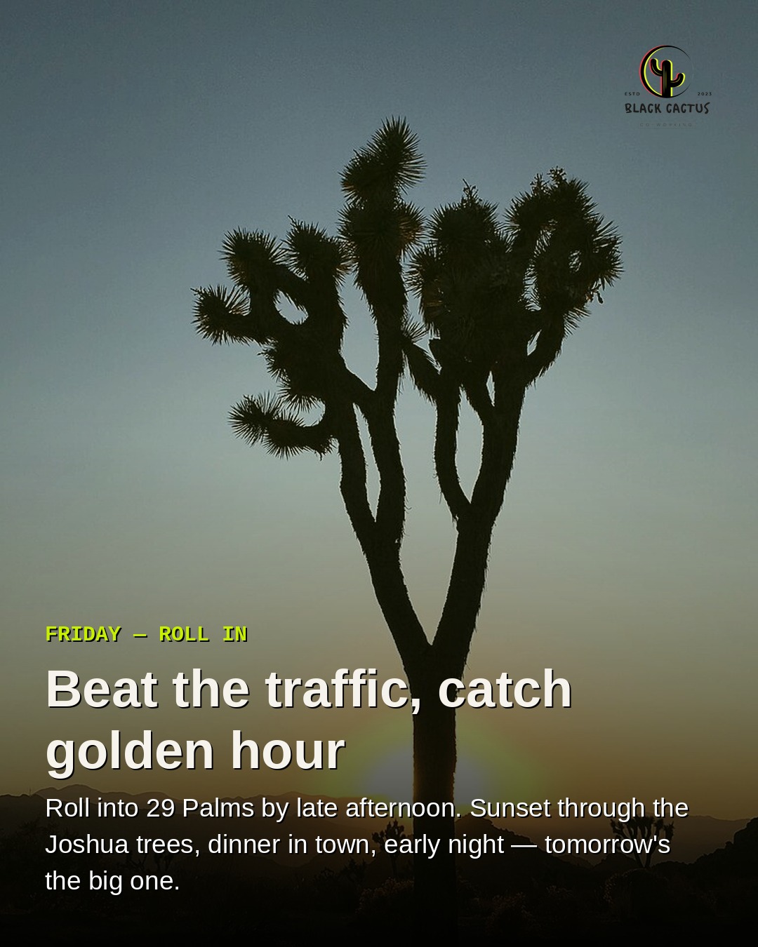 Joshua tree silhouetted at golden hour